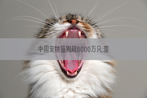 中国宠物猫狗超8000万只 带火宠物经济