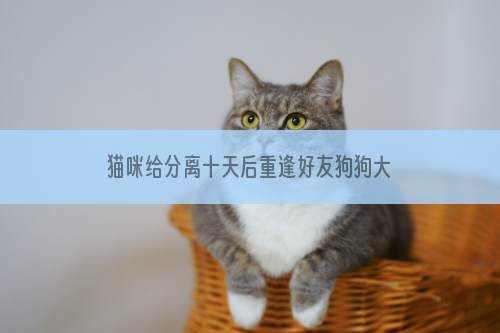 猫咪给分离十天后重逢好友狗狗大拥抱