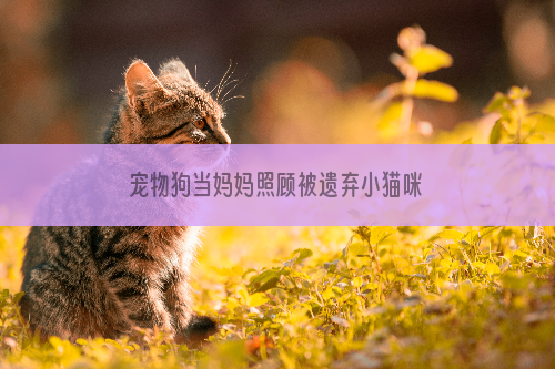 宠物狗当妈妈照顾被遗弃小猫咪