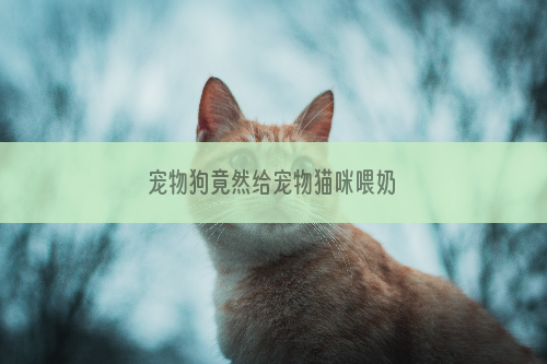 宠物狗竟然给宠物猫咪喂奶