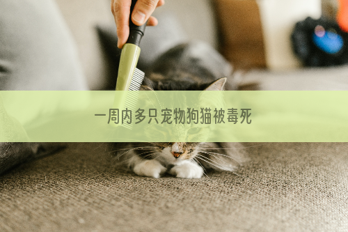 一周内多只宠物狗猫被毒死