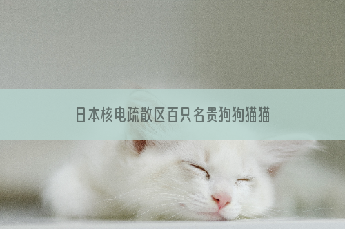 日本核电疏散区百只名贵狗狗猫猫失踪