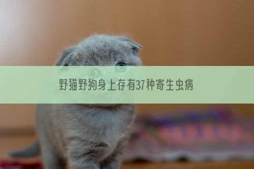 野猫野狗身上存有37种寄生虫病