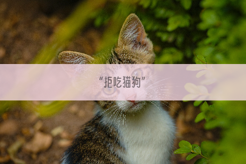 “拒吃猫狗”