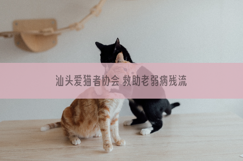 汕头爱猫者协会 救助老弱病残流浪动物