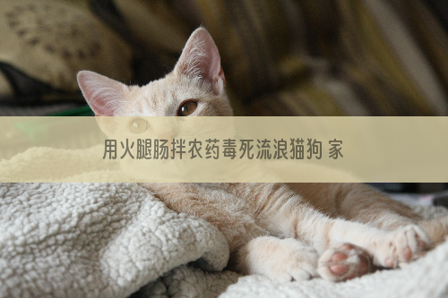 用火腿肠拌农药毒死流浪猫狗 家中宠物狗也受牵连