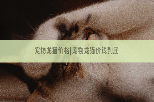 宠物龙猫价格|宠物龙猫价钱到底到少啊？