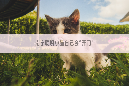 南宁聪明小猫自己会“开门”