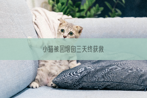 小猫被困烟囱三天终获救