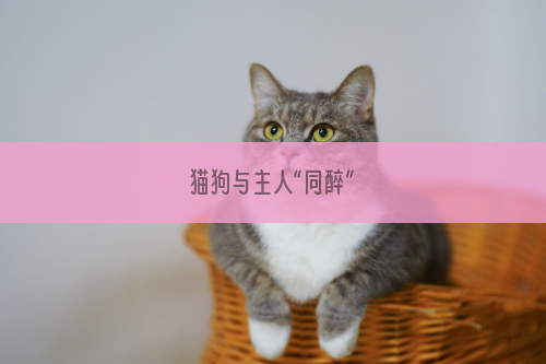 猫狗与主人“同醉”