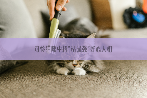 可怜猫咪中招“粘鼠强”好心人相救