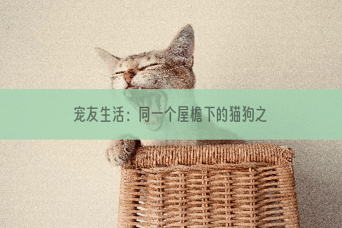 宠友生活：同一个屋檐下的猫狗之趣