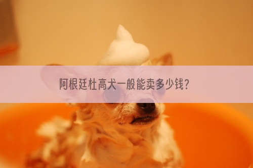 阿根廷杜高犬一般能卖多少钱？