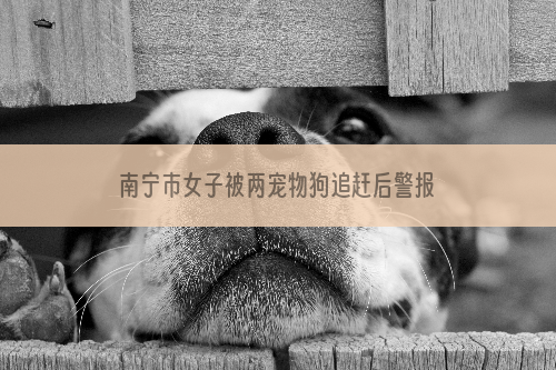 南宁市女子被两宠物狗追赶后警报！狗主人无证养犬被罚50元！