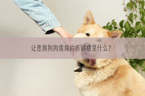 让患病狗狗瘙痒的疥螨症是什么？