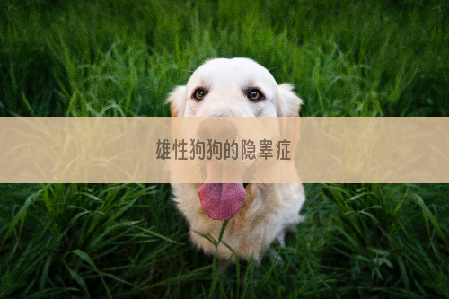 雄性狗狗的隐睾症