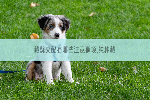藏獒交配有哪些注意事项,纯种藏獒有益繁育优良品种