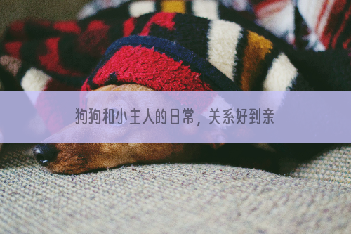 狗狗和小主人的日常，关系好到亲妈都嫉妒！