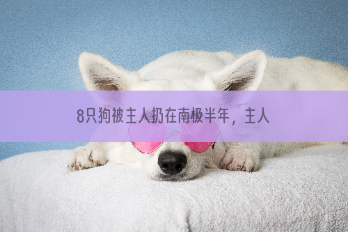 8只狗被主人扔在南极半年，主人赶来时，幸存的狗行为却很反常！