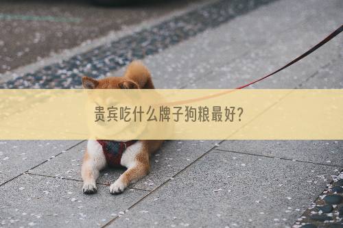 贵宾吃什么牌子狗粮最好？