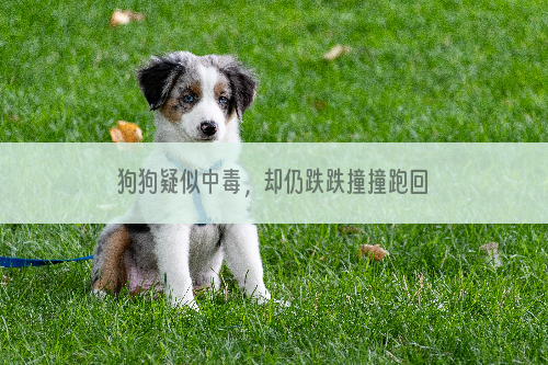 狗狗疑似中毒，却仍跌跌撞撞跑回家，“主人，我想再见你一眼”