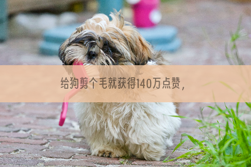 给狗剪个毛就获得140万点赞，这是神马情况？