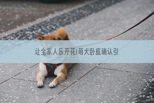 让全家人乐开花!萌犬卧底确认引进 狗狗们不仅萌而且霸气十足