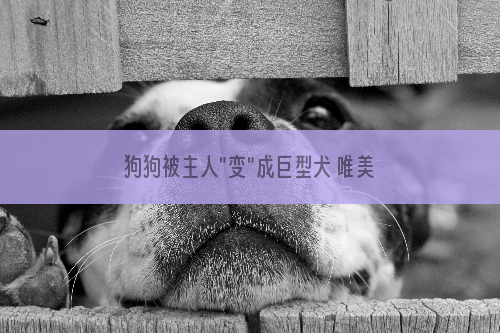 狗狗被主人