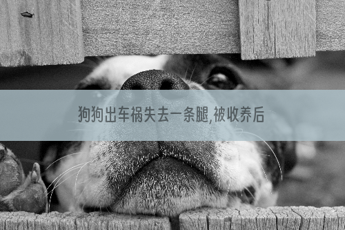 狗狗出车祸失去一条腿,被收养后感恩主人还救了她的命