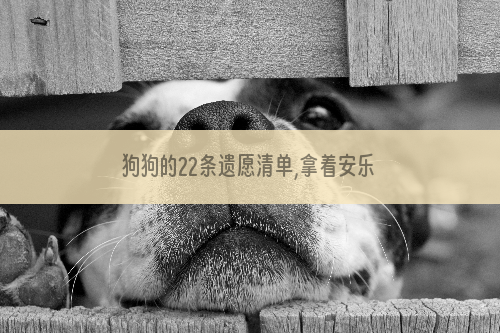 狗狗的22条遗愿清单,拿着安乐死同意书笑着离去