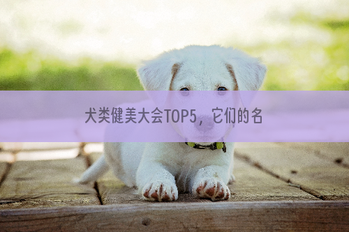 犬类健美大会TOP5，它们的名字比肌肉还要吸引人！