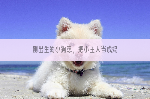 刚出生的小狗崽，把小主人当成妈妈，爬到他怀里取暖，萌化了！