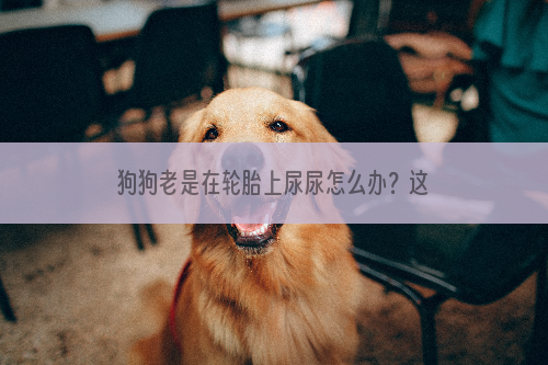 狗狗老是在轮胎上尿尿怎么办？这几招绝对能对付它们！