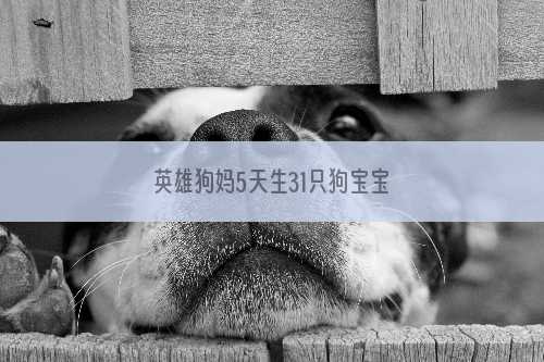 英雄狗妈5天生31只狗宝宝