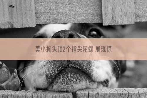 美小狗头顶2个指尖陀螺 展现惊人平衡力