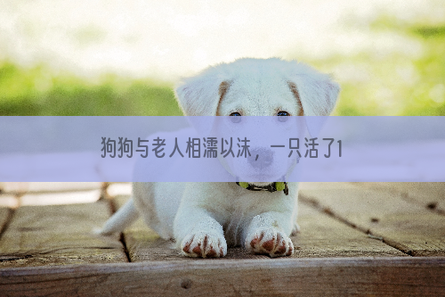 狗狗与老人相濡以沫，一只活了12岁拉了11年车的狗