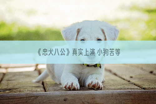 《忠犬八公》真实上演 小狗苦等主人一个月