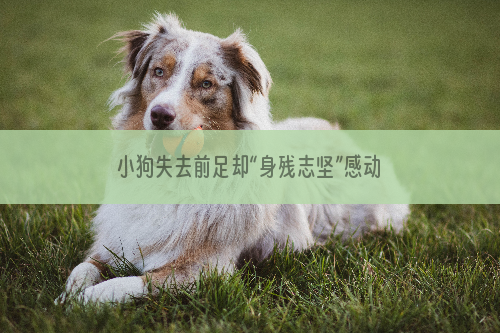 小狗失去前足却“身残志坚”感动网友