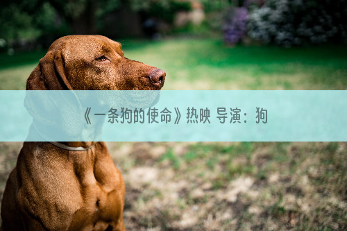 《一条狗的使命》热映 导演：狗的使命 教会我们活在当下
