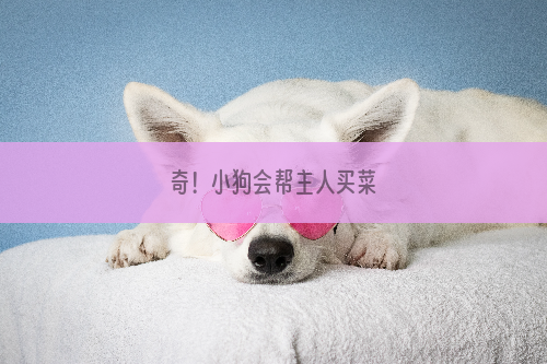 奇！小狗会帮主人买菜