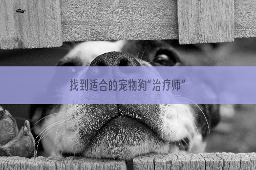 找到适合的宠物狗“治疗师”