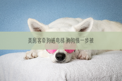 美房客牵狗进电梯 狗狗慢一步被卡门外幸获救