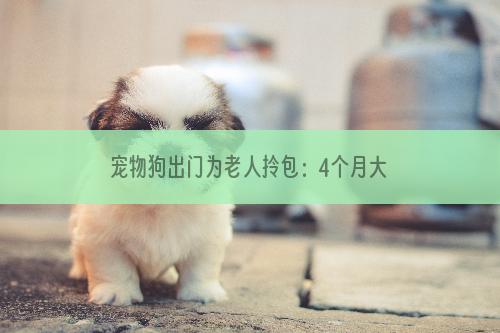 宠物狗出门为老人拎包：4个月大时就喜欢叼瓶子