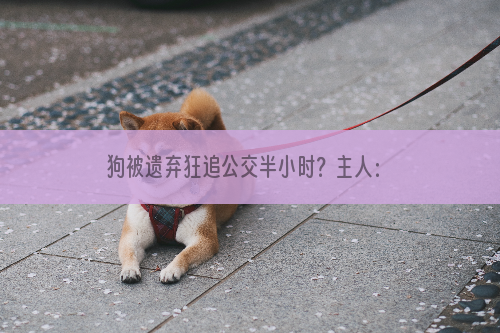 狗被遗弃狂追公交半小时？主人：它在“追爱”