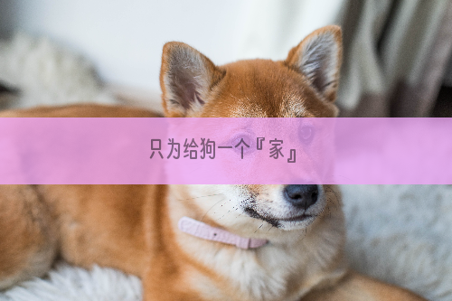 只为给狗一个『家』