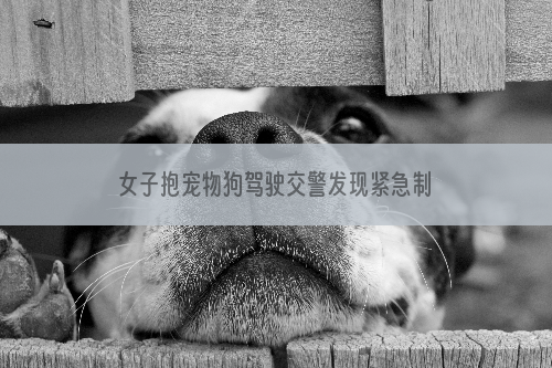女子抱宠物狗驾驶交警发现紧急制止