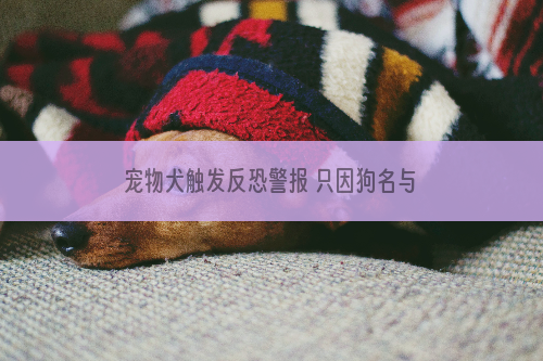 宠物犬触发反恐警报 只因狗名与恐怖组织名称相似