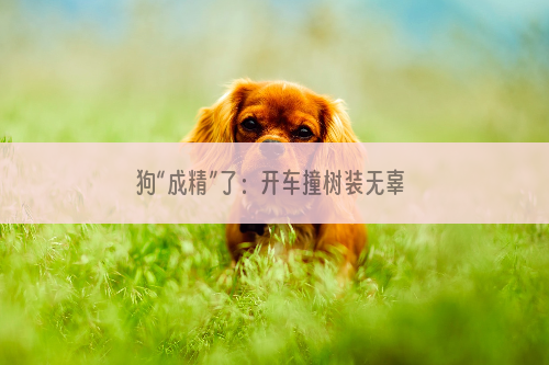 狗“成精”了：开车撞树装无辜 冲浪滑板样样精