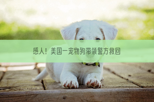 感人！美国一宠物狗带领警方救回被困同伴
