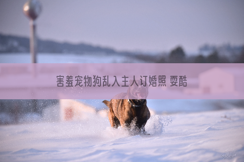 害羞宠物狗乱入主人订婚照 耍酷卖萌成功抢镜